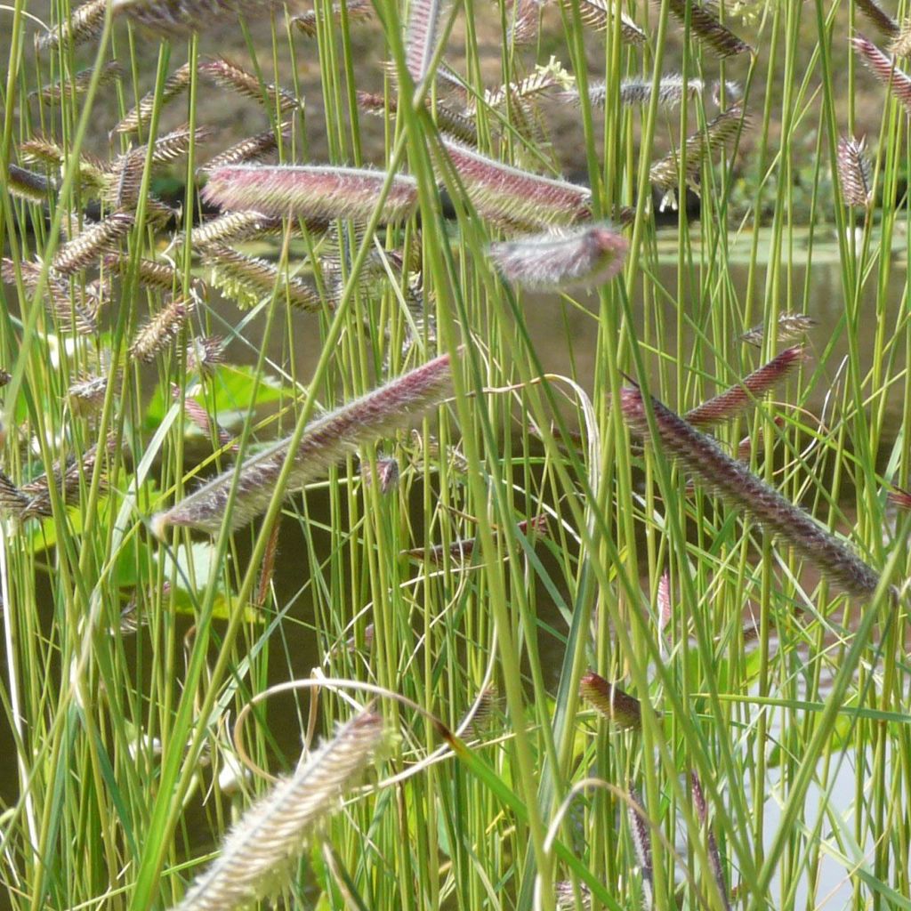 Bouteloua gracilis - Moskitogras