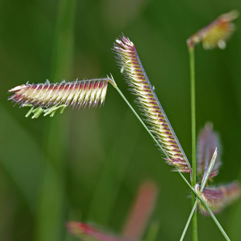 Bouteloua gracilis