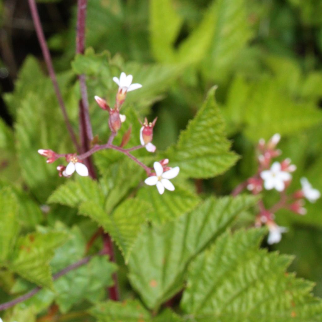 Boykinia occidentalis