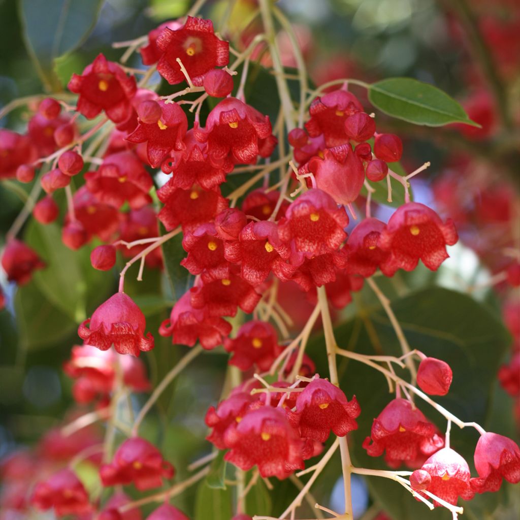 Brachychiton acerifolius - Flaschenbaum