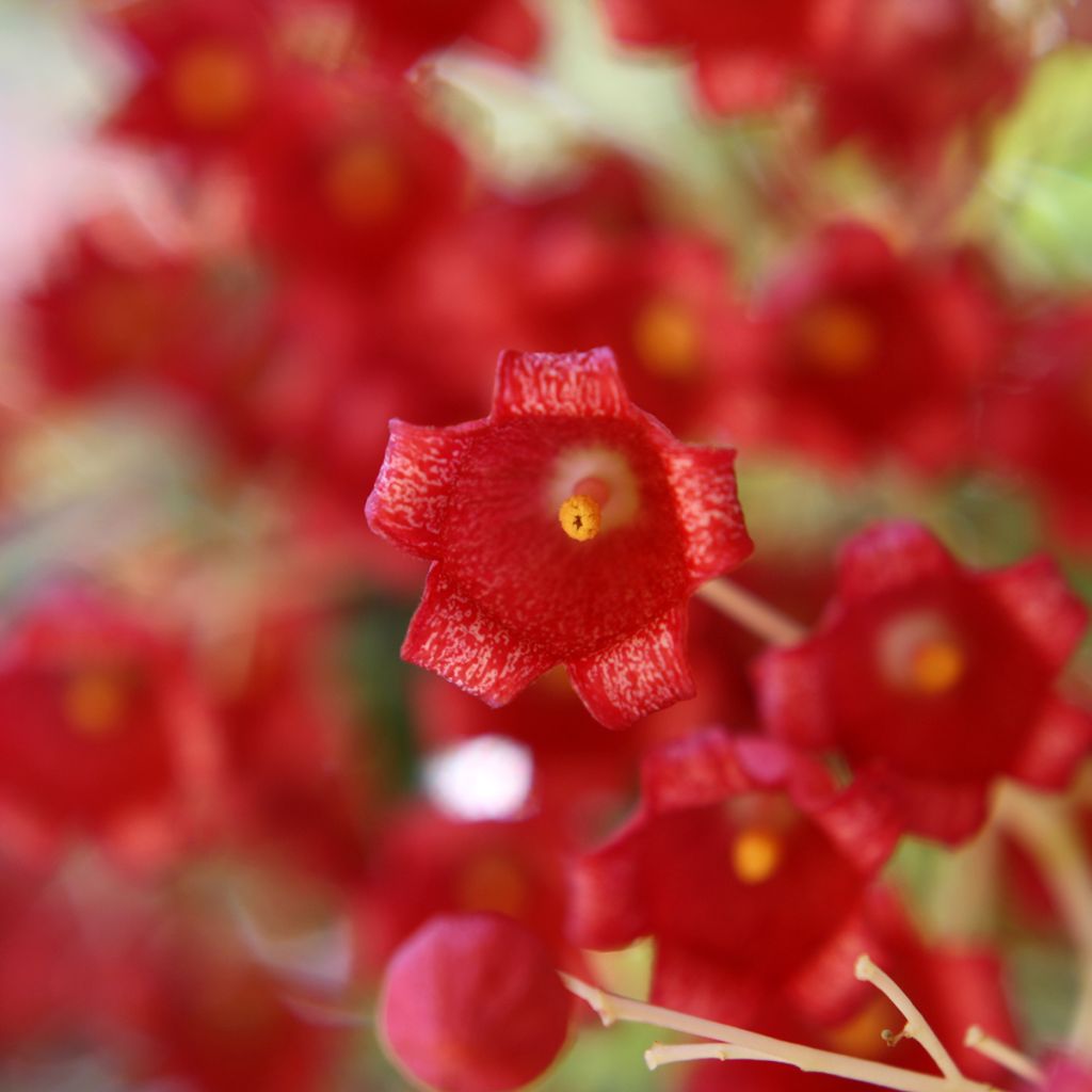 Brachychiton acerifolius