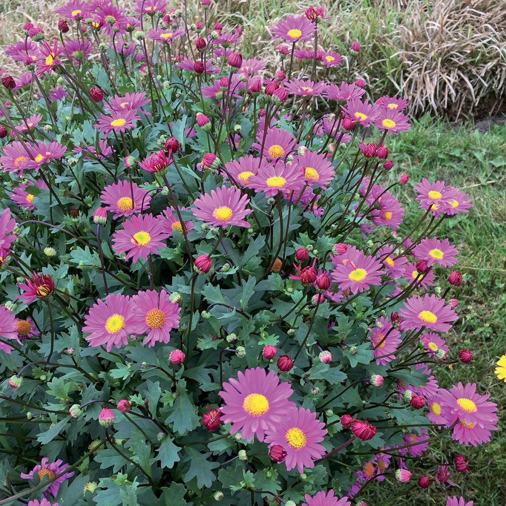 Blaues Gänseblümchen Fresco Candy - Brachycome