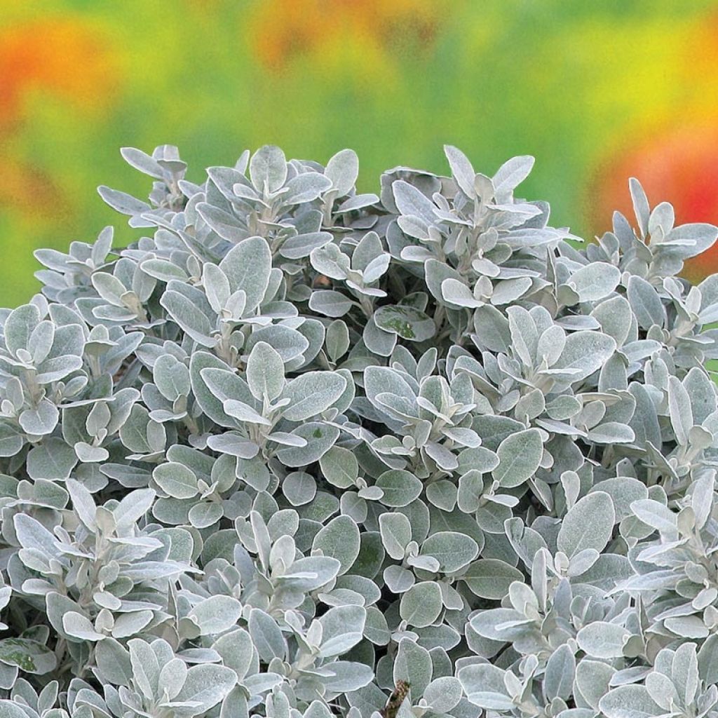 Senecio greyi Walberton's Silver Dormouse - Kreuzkraut