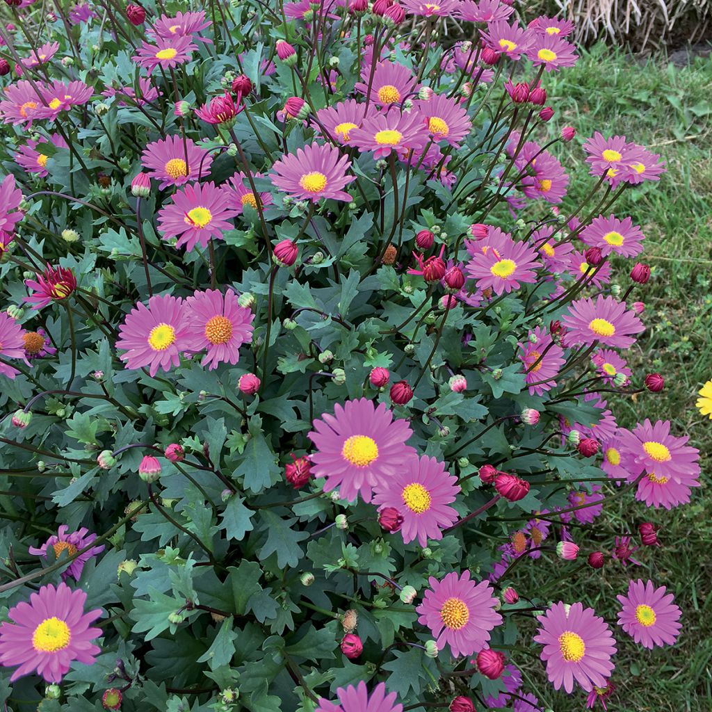 Blaues Gänseblümchen Fresco Bright Pink - Brachycome