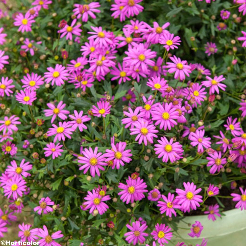 Blaues Gänseblümchen - Brachycome