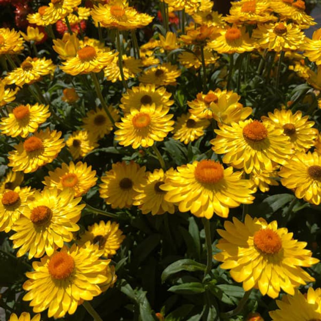 Bracteantha Heliana Gold - Garten-Strohblume