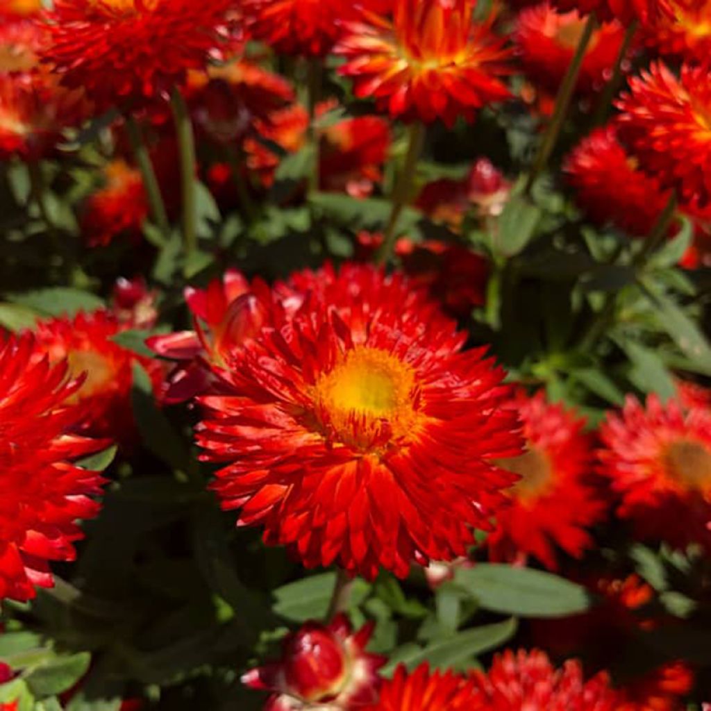 Bracteantha bracteata Heliana Scarlet - Garten-Strohblume