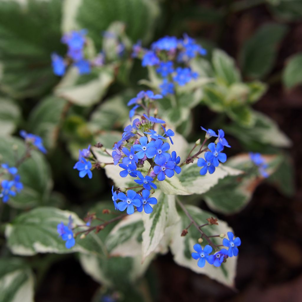 Brunnera macrophylla Variegata - Kaukasus-Vergißmeinnicht