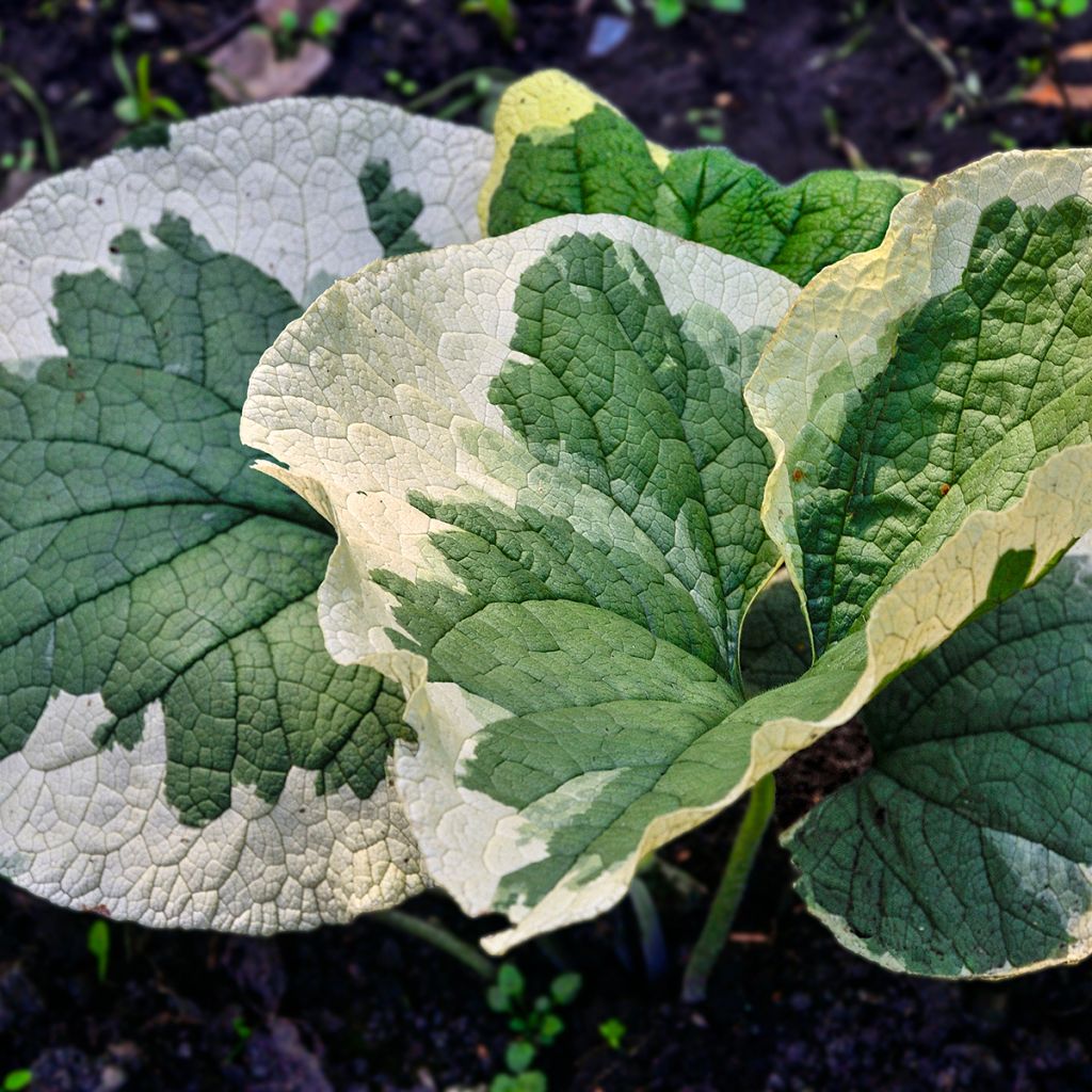 Brunnera macrophylla Variegata - Kaukasus-Vergißmeinnicht