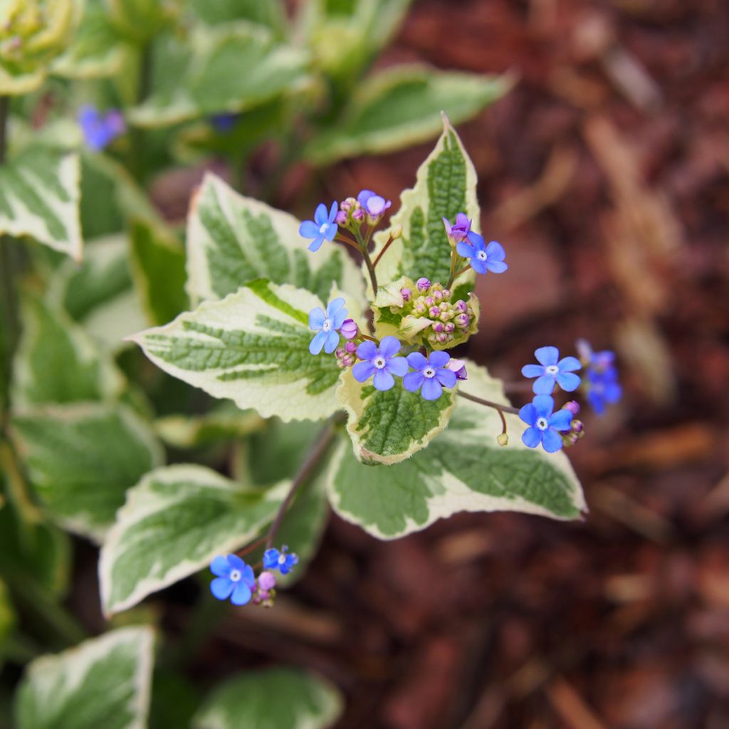 Brunnera macrophylla Variegata - Kaukasus-Vergißmeinnicht