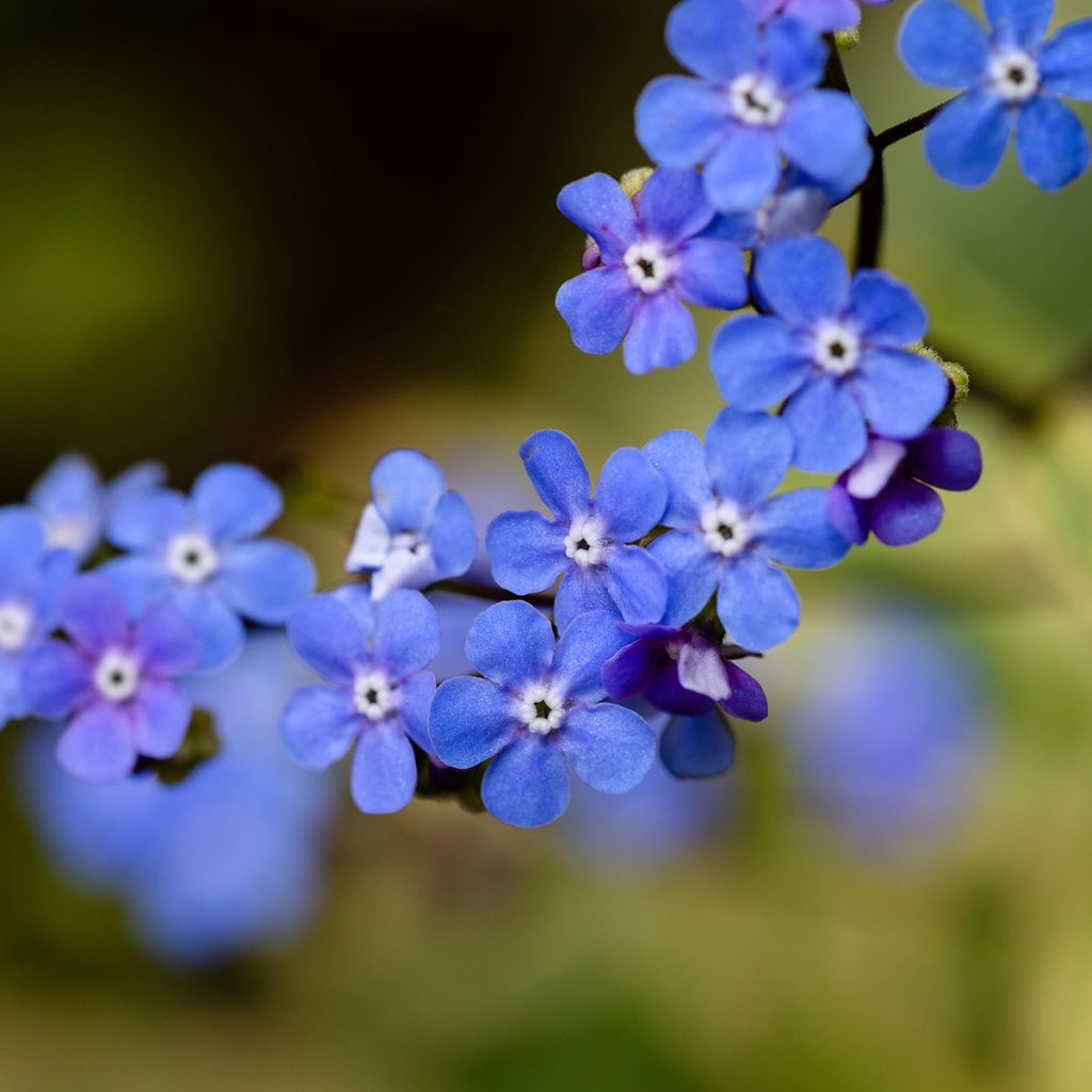 Brunnera macrophylla Variegata - Kaukasus-Vergißmeinnicht