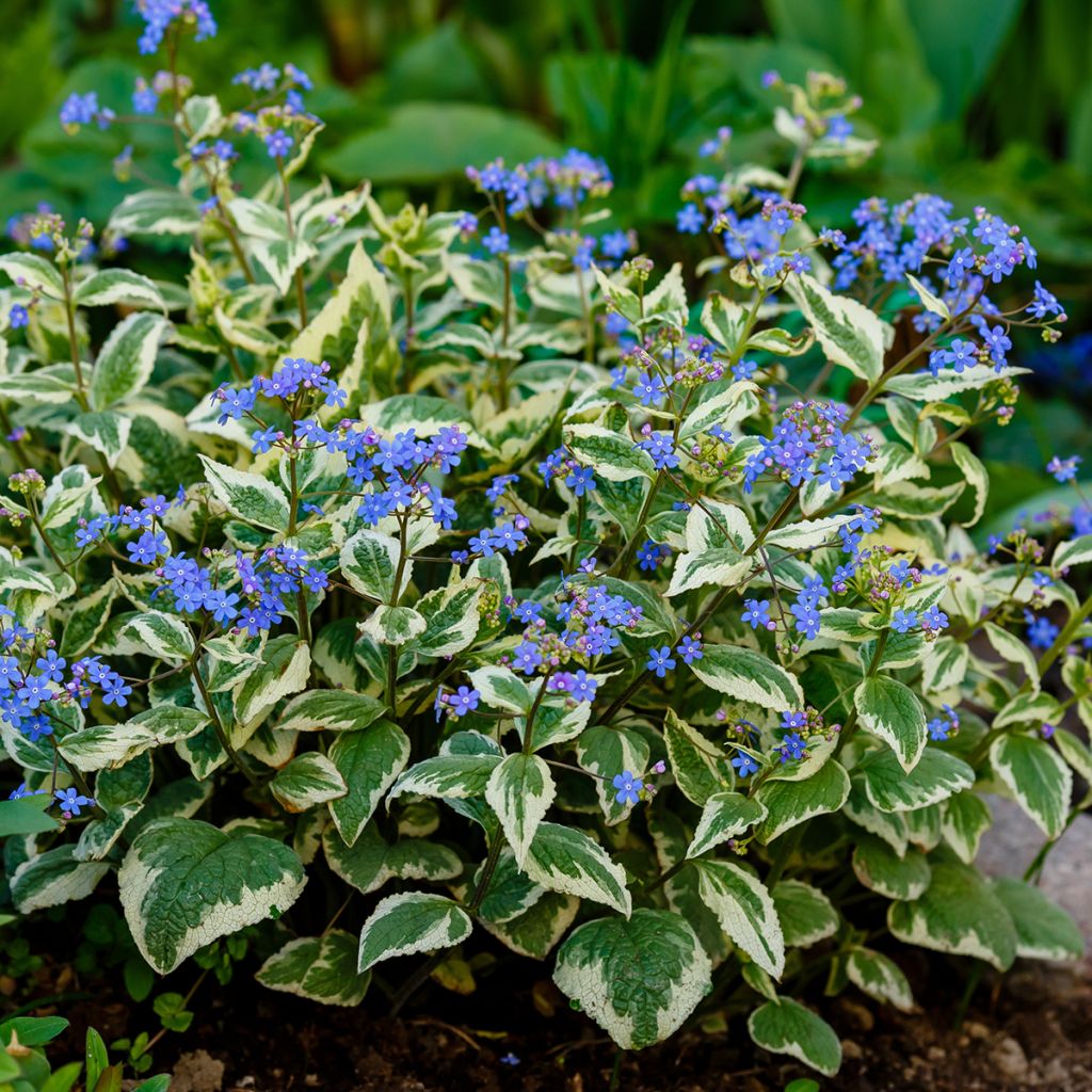 Brunnera macrophylla Variegata - Kaukasus-Vergißmeinnicht