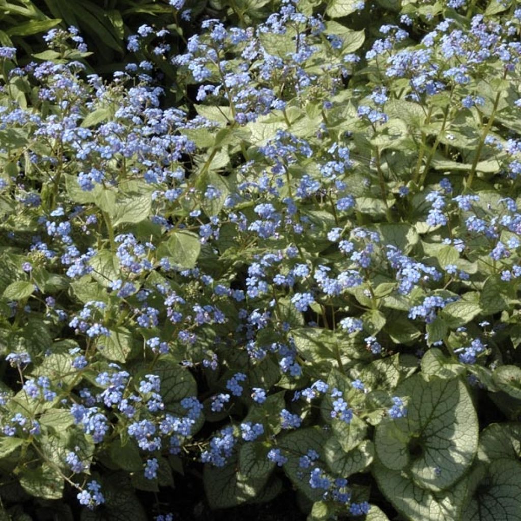 Brunnera macrophylla Jack Frost - Kaukasus-Vergißmeinnicht