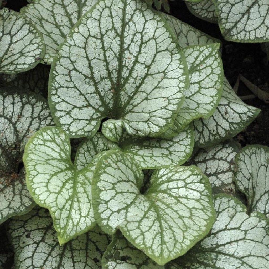 Brunnera macrophylla Jack Frost - Kaukasus-Vergißmeinnicht