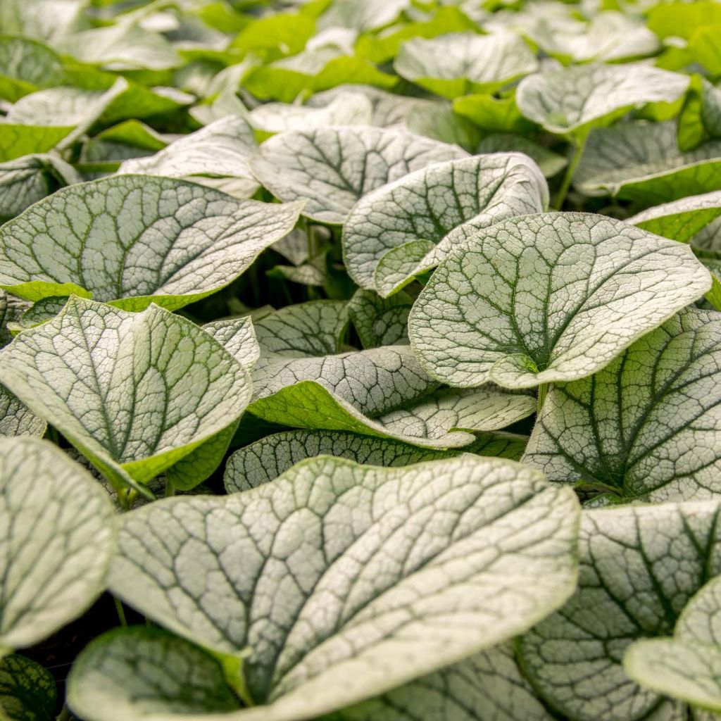 Brunnera macrophylla Alexander's Great - Kaukasus-Vergißmeinnicht