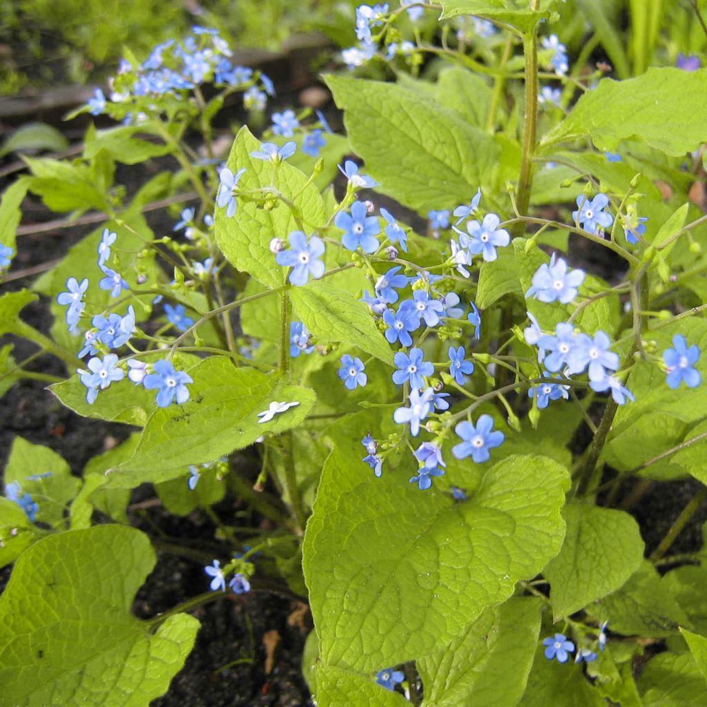 Brunnera macrophylla Green Gold - Kaukasus-Vergißmeinnicht