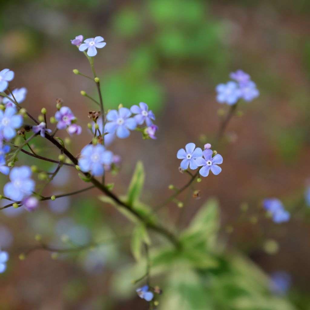 Brunnera macrophylla Hadspen cream - Kaukasus-Vergißmeinnicht