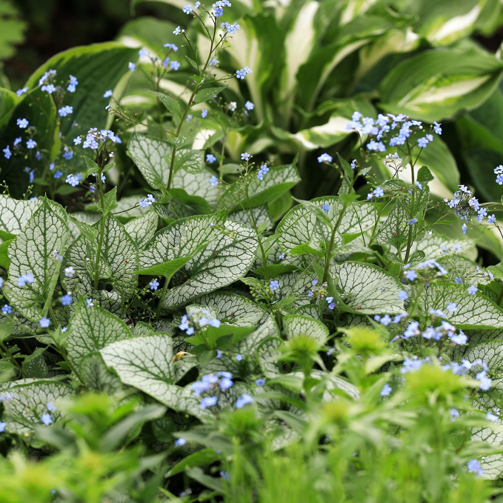 Brunnera macrophylla Jack Frost - Kaukasus-Vergißmeinnicht