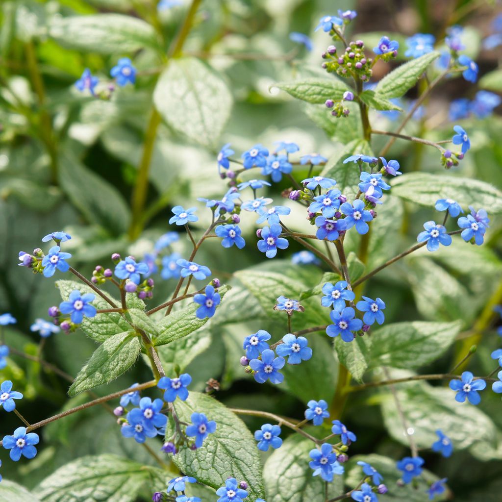 Brunnera macrophylla Jack Frost - Kaukasus-Vergißmeinnicht