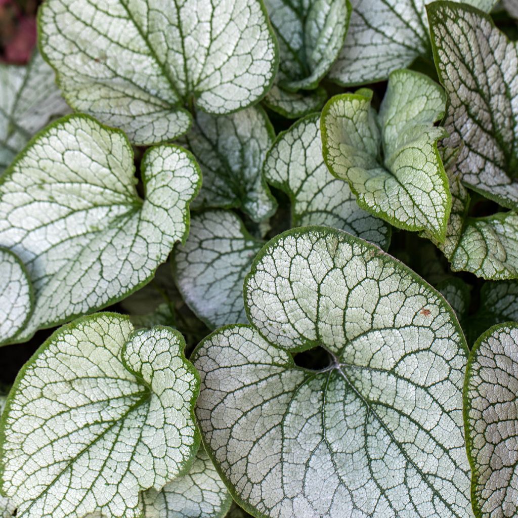 Brunnera macrophylla Jack Frost - Kaukasus-Vergißmeinnicht