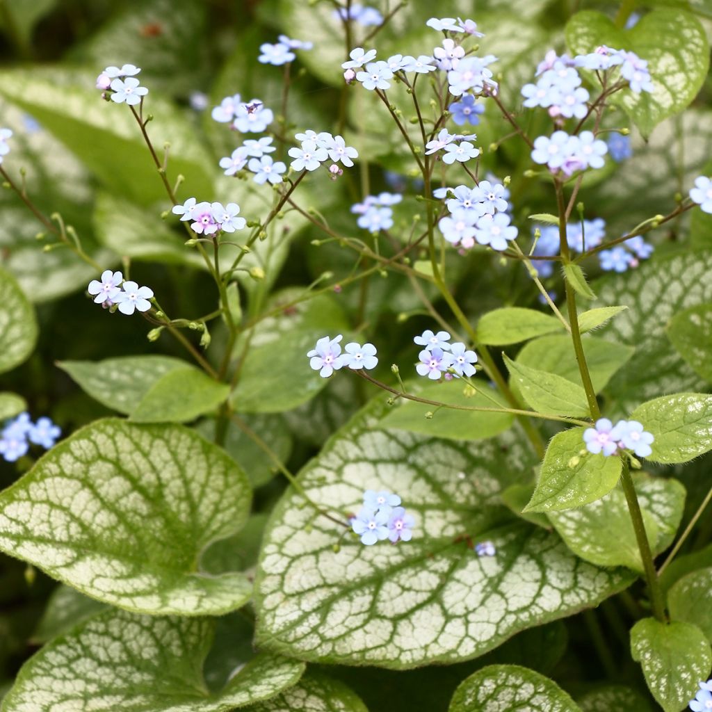 Brunnera macrophylla Jack Frost - Kaukasus-Vergißmeinnicht