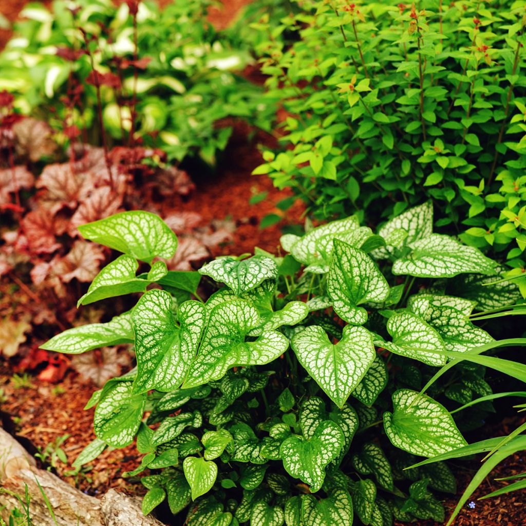 Brunnera macrophylla Jack Frost - Kaukasus-Vergißmeinnicht