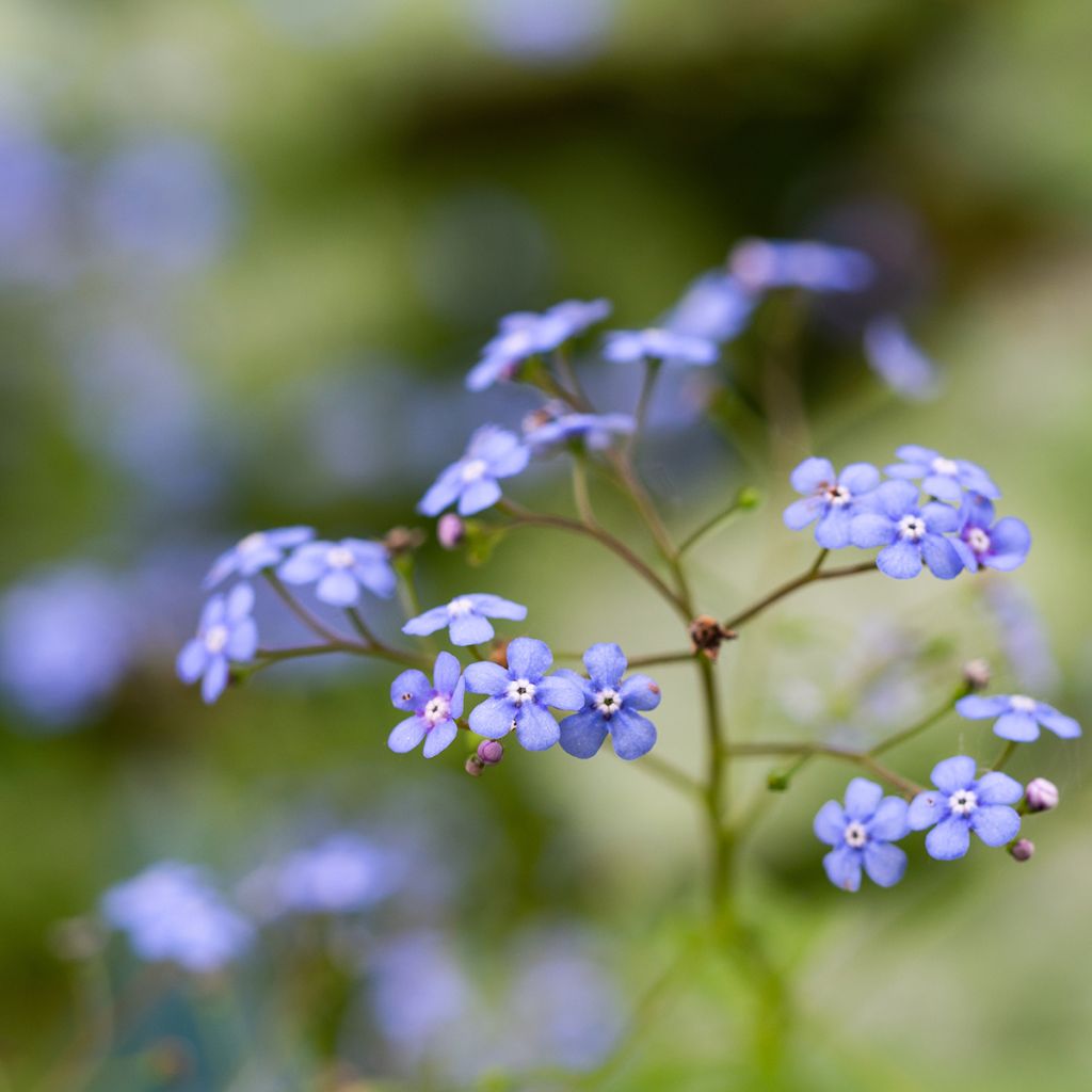 Brunnera macrophylla Jack Frost - Kaukasus-Vergißmeinnicht