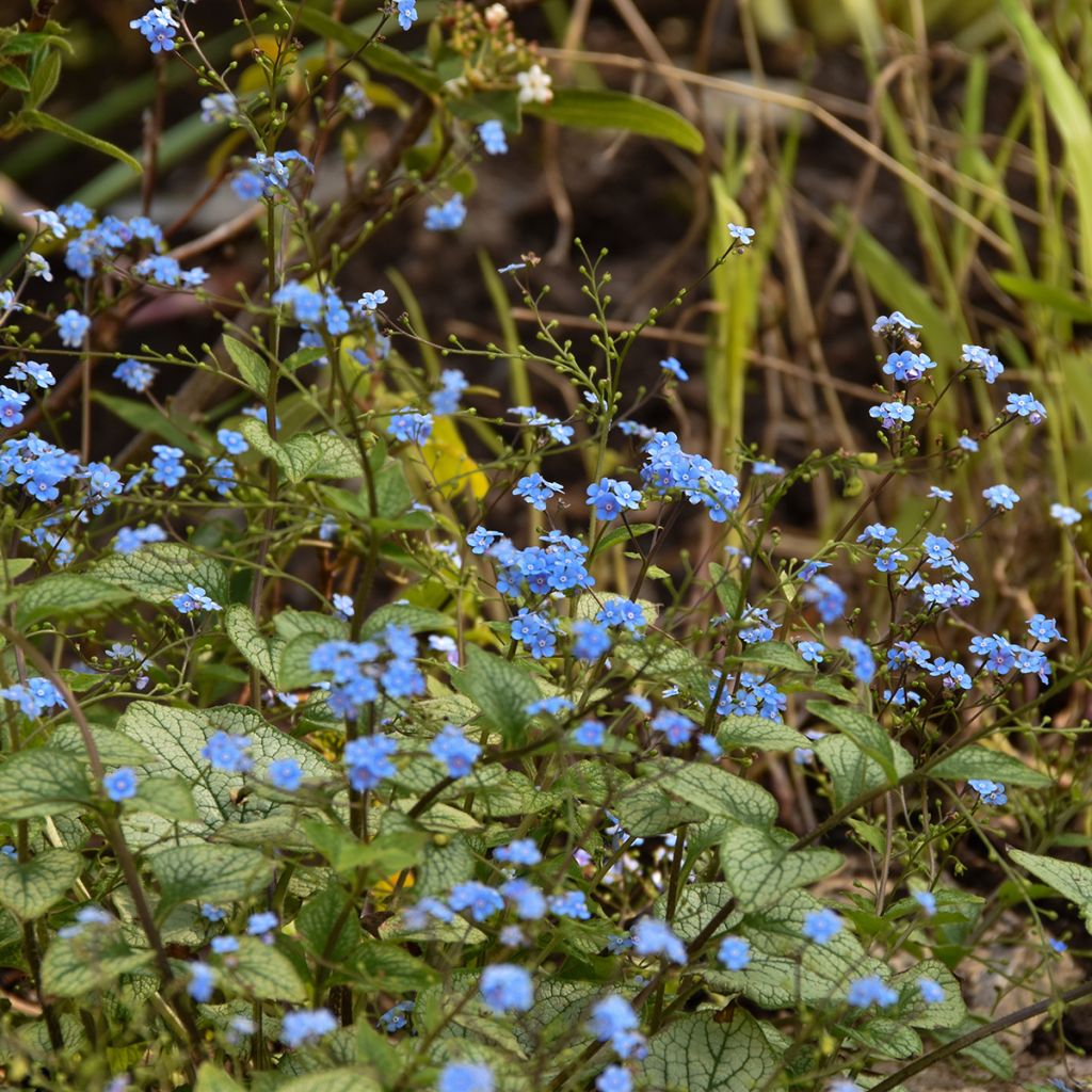 Brunnera macrophylla Jack Frost - Kaukasus-Vergißmeinnicht