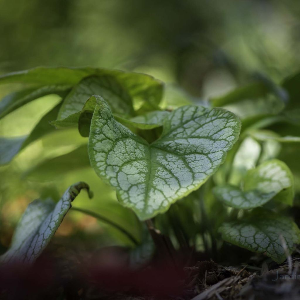 Brunnera macrophylla Jack's Gold - Kaukasus-Vergißmeinnicht