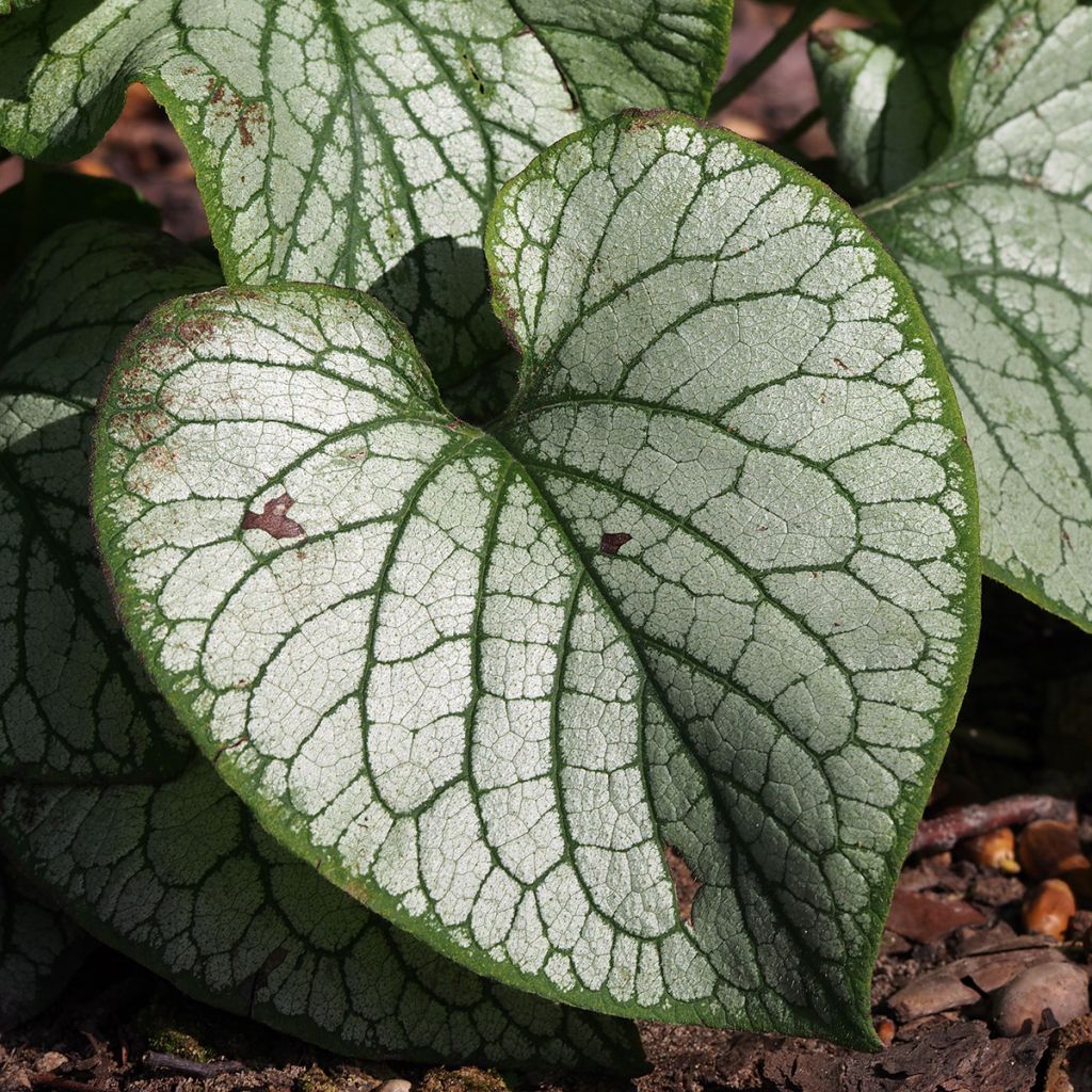 Brunnera macrophylla Jack's Gold - Kaukasus-Vergißmeinnicht