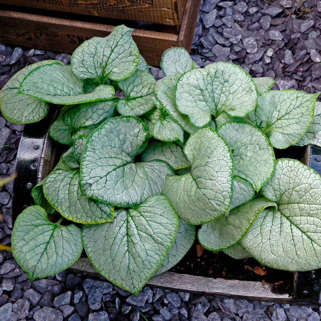 Brunnera macrophylla Looking Glass - Kaukasus-Vergißmeinnicht