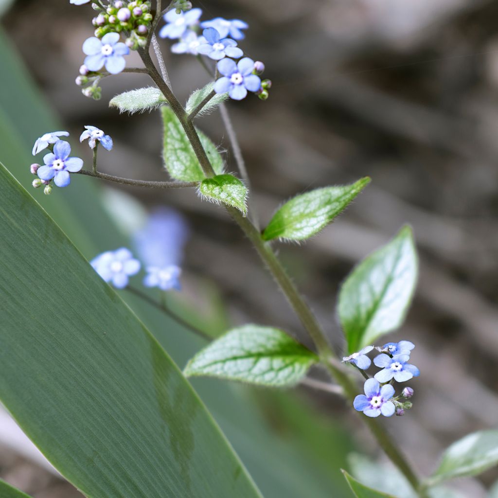 Brunnera macrophylla Looking Glass - Kaukasus-Vergißmeinnicht