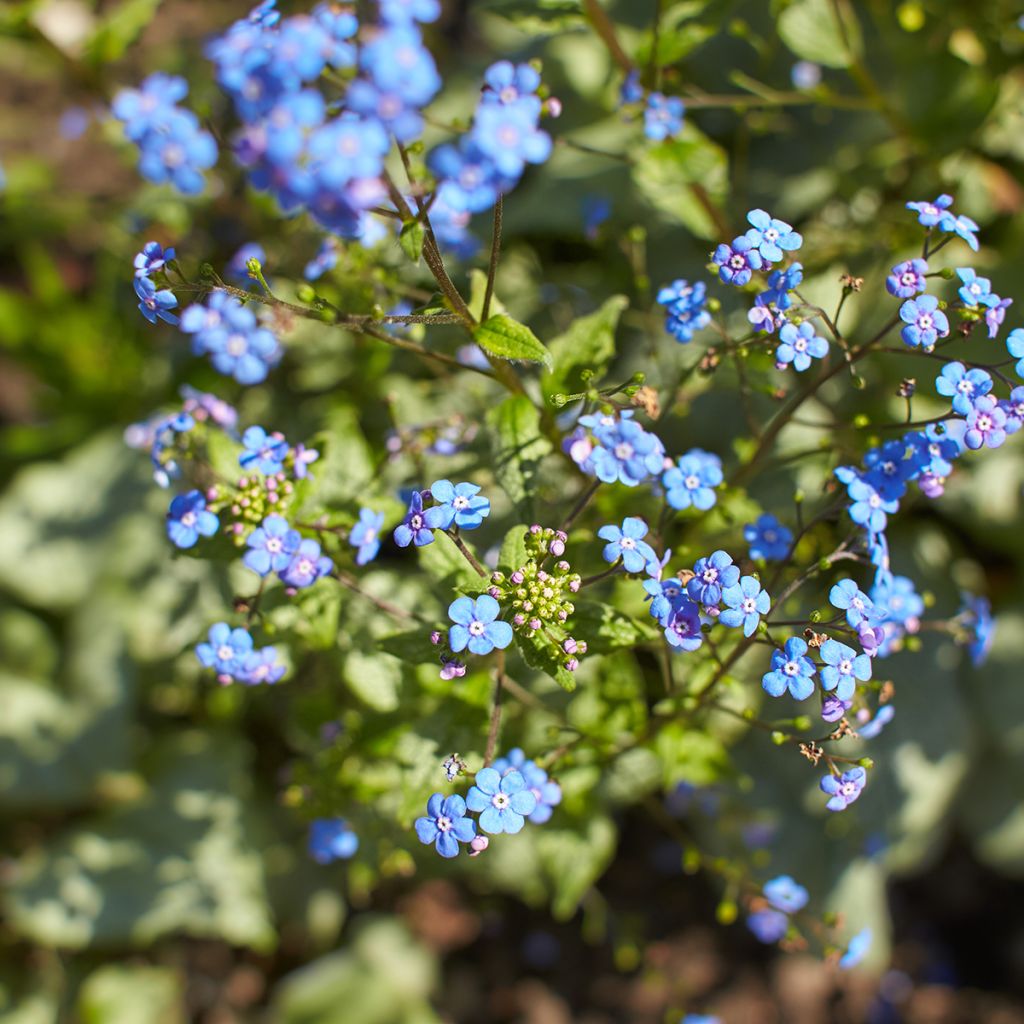 Brunnera macrophylla Looking Glass - Kaukasus-Vergißmeinnicht