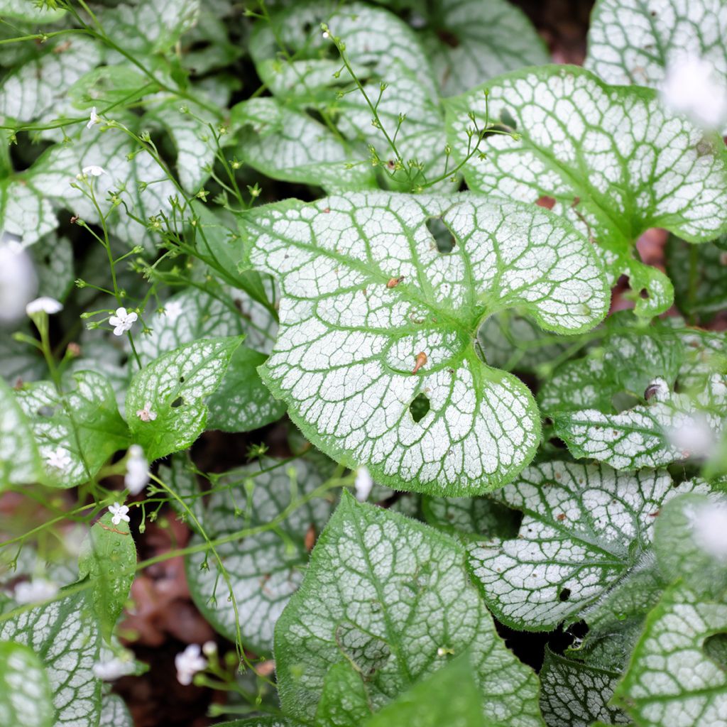 Brunnera macrophylla Mr Morse - Kaukasus-Vergißmeinnicht