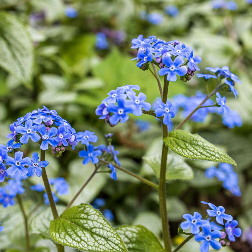 Brunnera macrophylla - Kaukasus-Vergißmeinnicht