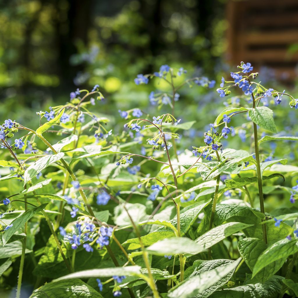 Brunnera macrophylla - Kaukasus-Vergißmeinnicht