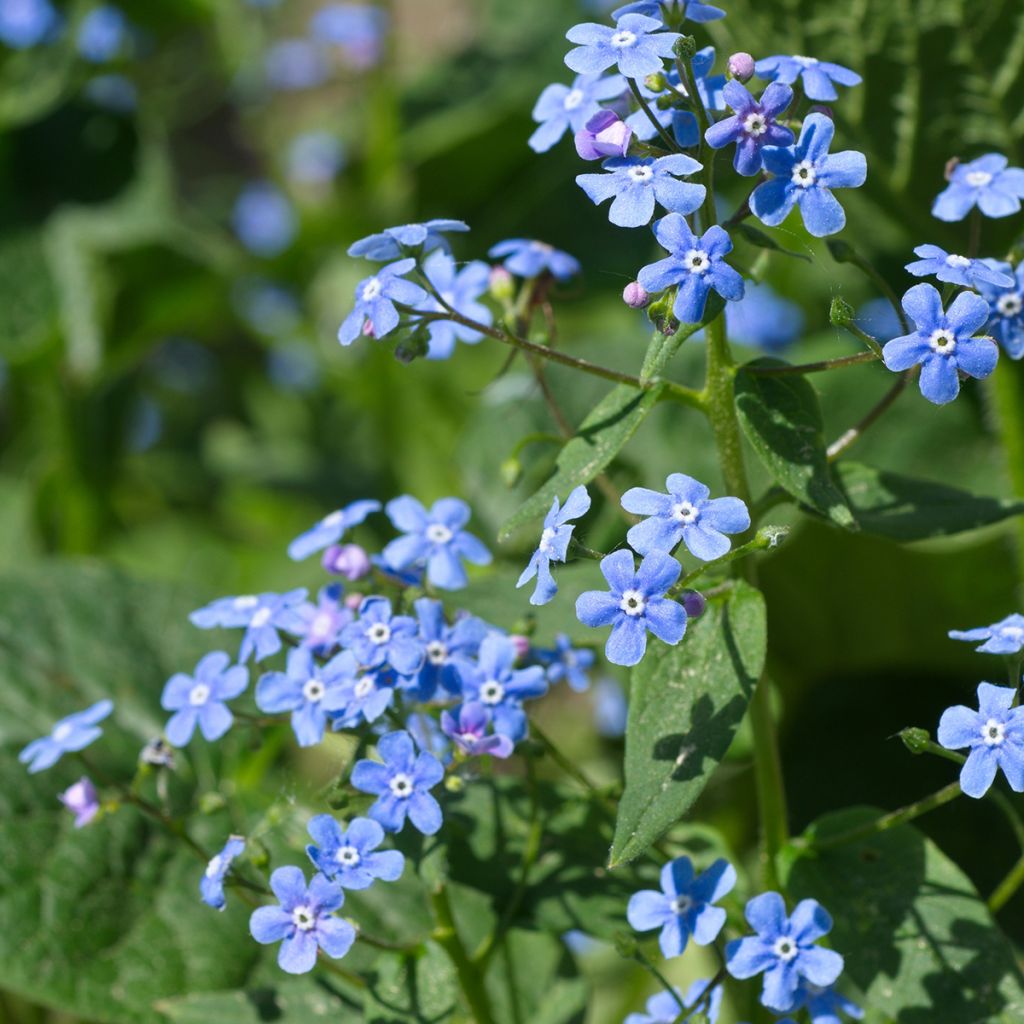 Brunnera macrophylla - Kaukasus-Vergißmeinnicht