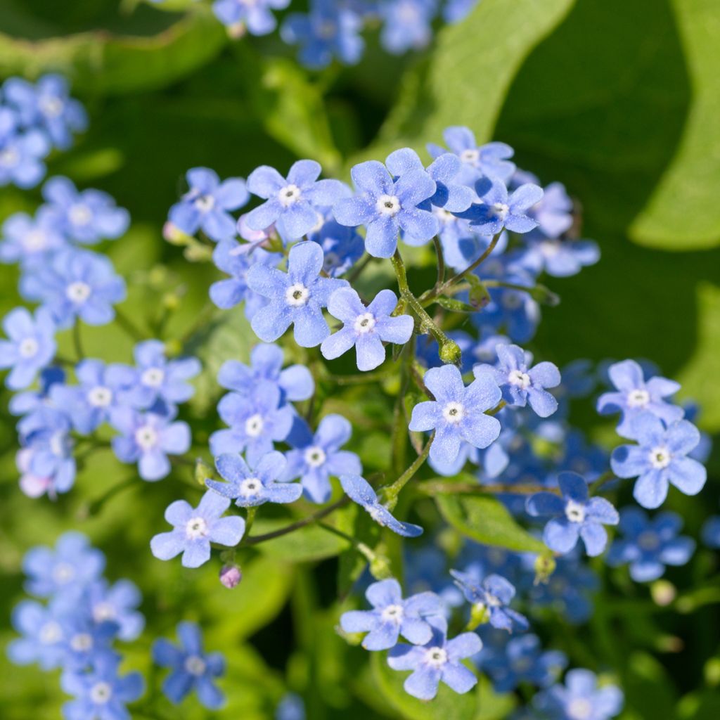 Brunnera macrophylla - Kaukasus-Vergißmeinnicht