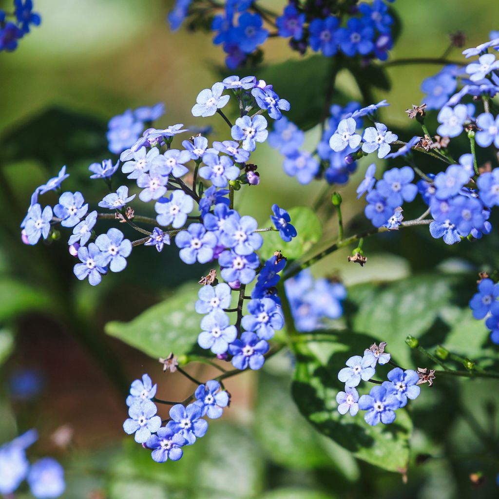 Brunnera macrophylla - Kaukasus-Vergißmeinnicht