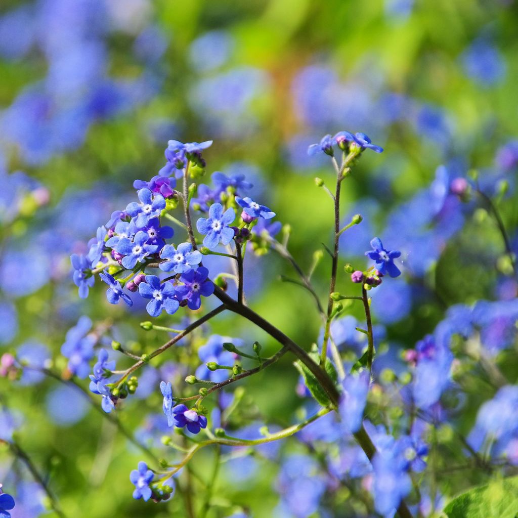 Brunnera macrophylla - Kaukasus-Vergißmeinnicht