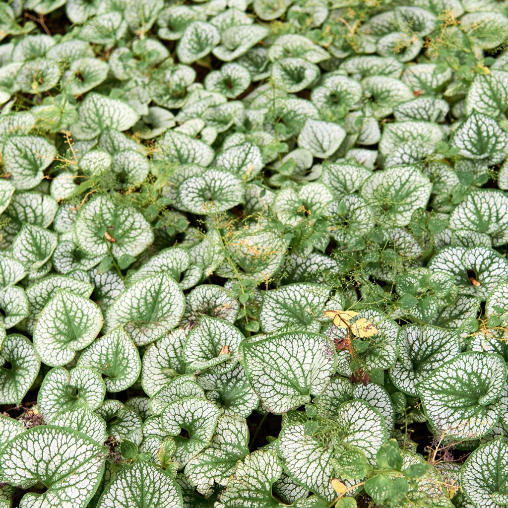 Brunnera macrophylla Silver Heart - Kaukasus-Vergißmeinnicht