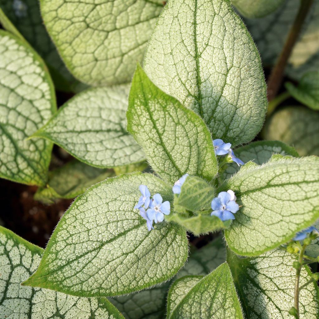 Brunnera macrophylla Silver Heart - Kaukasus-Vergißmeinnicht