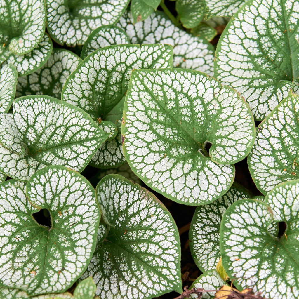 Brunnera macrophylla Silver Heart - Kaukasus-Vergißmeinnicht