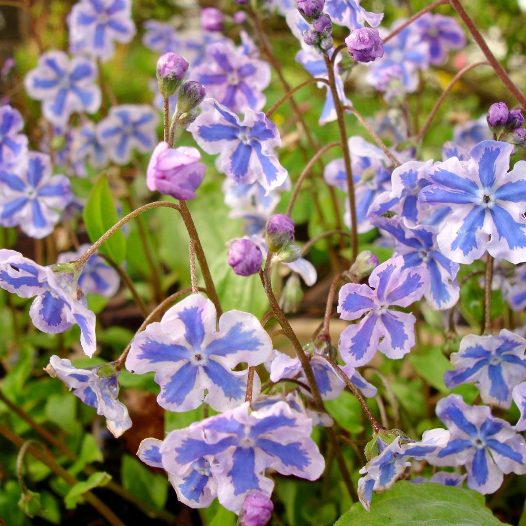 Brunnera macrophylla Starry Eyes - Kaukasus-Vergißmeinnicht