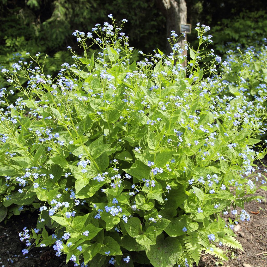 Brunnera macrophylla Yellow spring - Kaukasus-Vergißmeinnicht