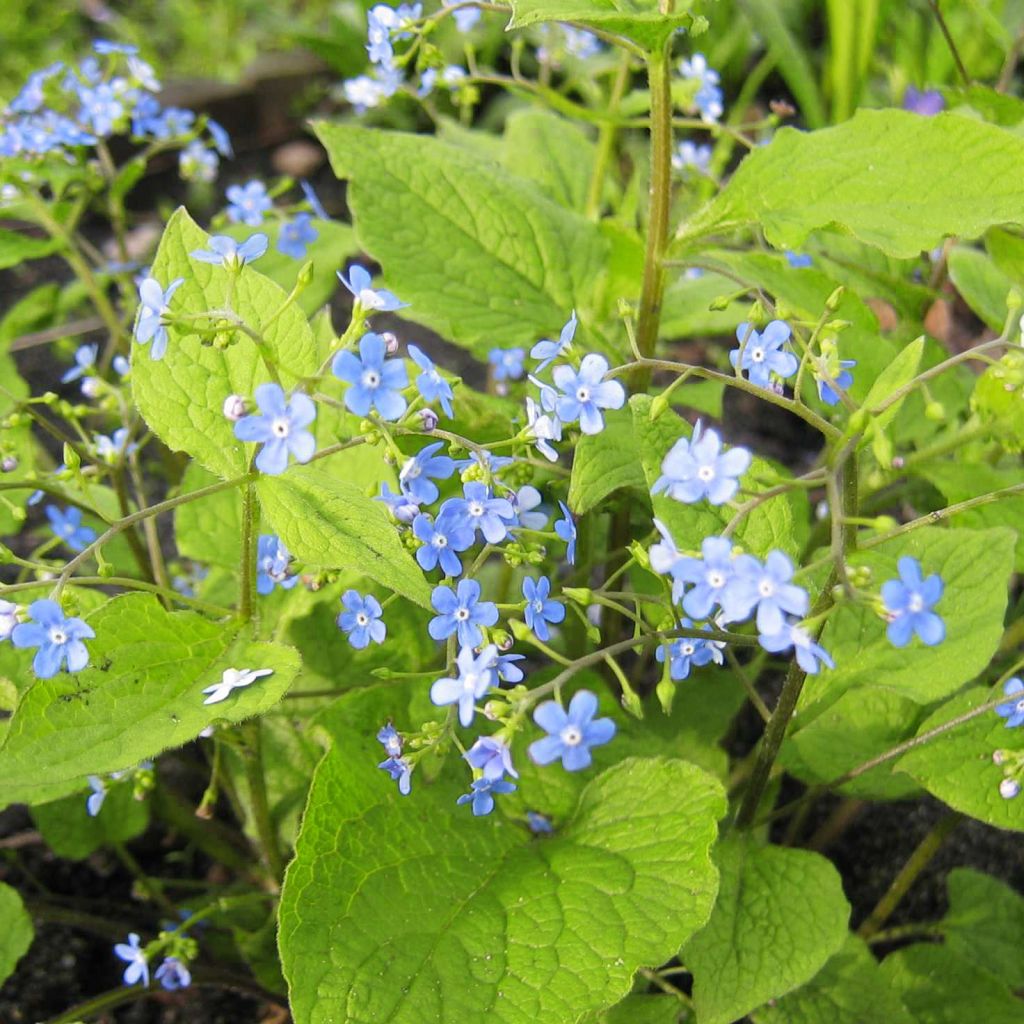 Brunnera macrophylla Yellow spring, Myosotis du Caucase