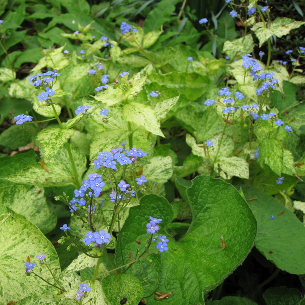 Brunnera macrophylla Yellow spring - Kaukasus-Vergißmeinnicht