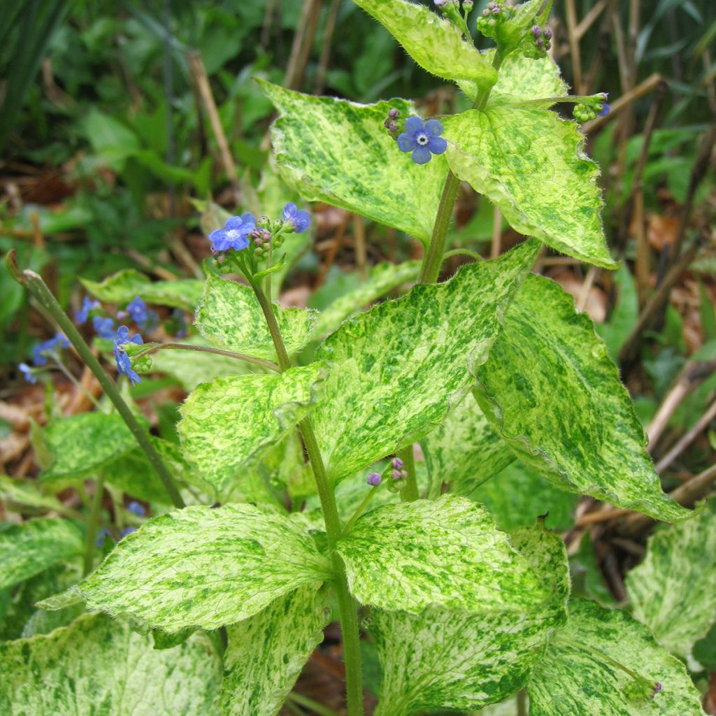 Brunnera macrophylla Yellow spring - Kaukasus-Vergißmeinnicht