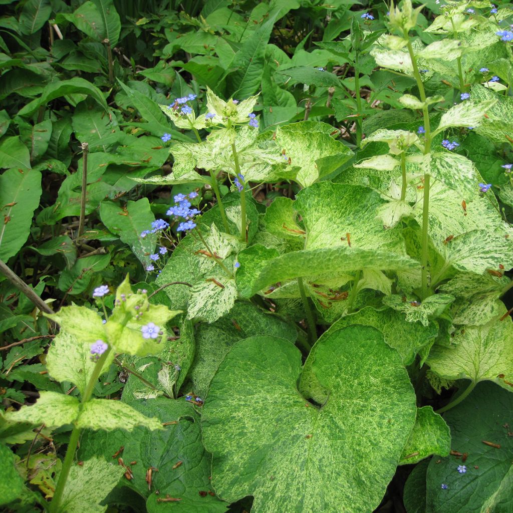 Brunnera macrophylla Yellow spring - Kaukasus-Vergißmeinnicht