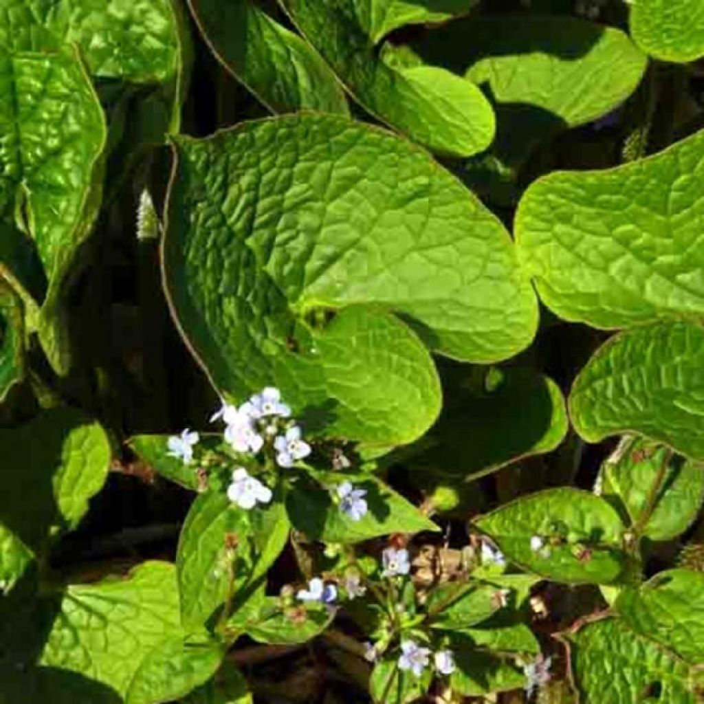 Brunnera sibirica - Sibirisches Vergißmeinnicht